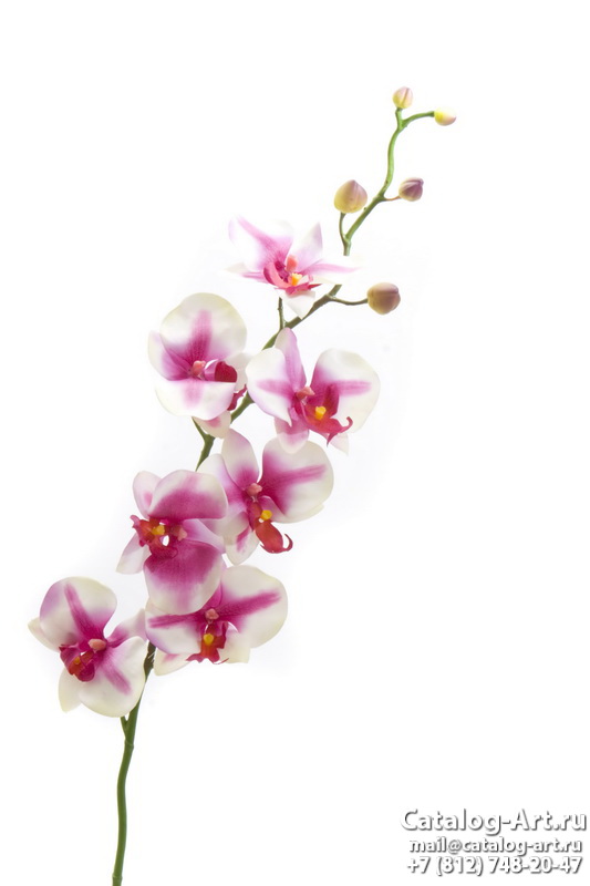 Pink orchids 16